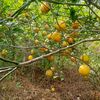 lemonkembar