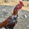 danghan5678