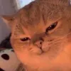 nnnntchanp