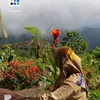 rasnie5