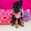 _storm_the_kingshepherd_