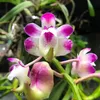 thanhluanorchid