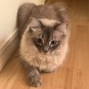 flooferdooferpants