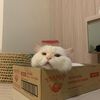 pao_cat