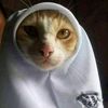 syarfanwar