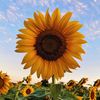 sunflowers20124