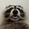 redheadedtrashpanda