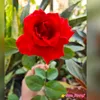 queen_dhyra