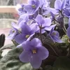 vinamihaela497