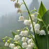 thaoltl90