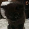 pakong_meong