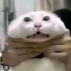 fatzgag1