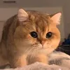 meomeow2k
