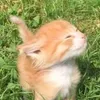 critnix