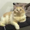 accccc3_