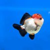 teras_aji_goldfish