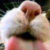 kucing_sigmamaama