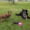 user157264792doggiedad