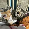 Nạn nhân của mấy con mèo
