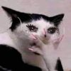 curiositykilledthe_kat