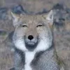 neneneneko