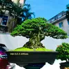 Tĩnh lặng Bonsai VN