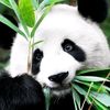 panda_bambooeater