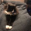 stormbocat