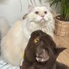 fourfivecatcat935