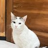 mancatt__