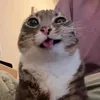thieunanglavay