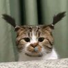 agstnsherly