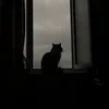 panncea_story