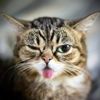 cat_499