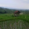 herlan268