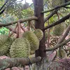anhnongdan48d