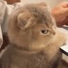 haiii_60