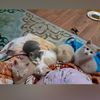 shannie_annie_