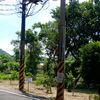belahanhati44