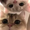nhat_bao_85