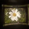 daisy_deer