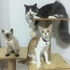 triple_little_cats