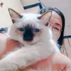 nck_tlntn