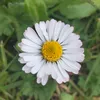nohemiasturiana