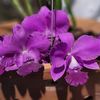 phangiagardenorchid