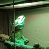 mazedragon