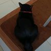 sinilcat