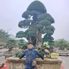 phung_bonsai_88