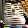 no.bunny.business