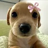 bamba33_